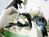 Đầu tư khoa học kỹ thuật phát triển nghề nuôi yến | Web:vungdatyen.com